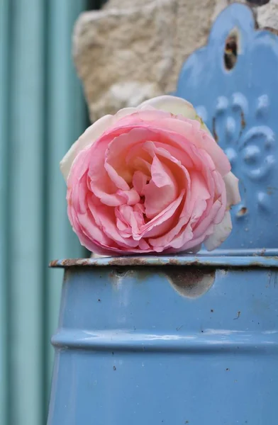 Rosa rosa, lata azul francês — Fotografia de Stock