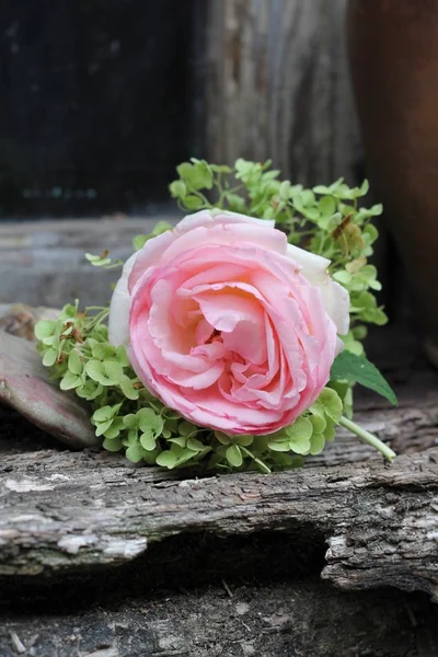 Pink Rose and Green Hydrangea — Stock Photo, Image