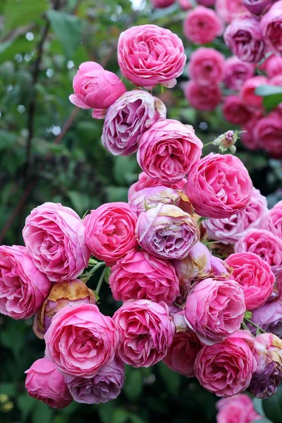 Rose rosa selvatiche Foto Stock