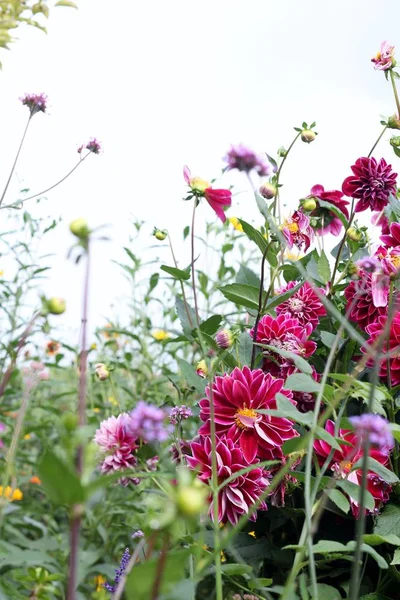 Late Summer Flowers — Stock Photo, Image