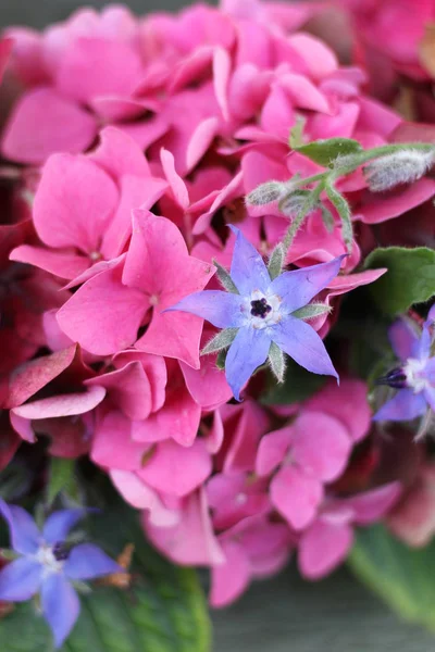 Blue Borage Flower Pink Hydrangea Plant Pretty Floral Herb Arrangement — Stock Photo, Image