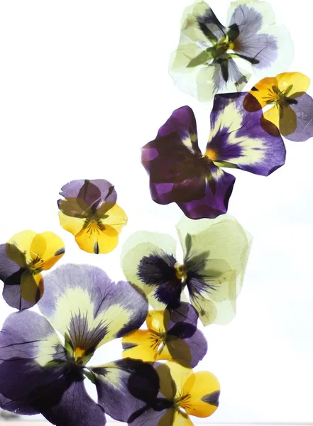 Pattern Pressed Pansies Purple Yellow White White Background Natural Flower — Stock Photo, Image