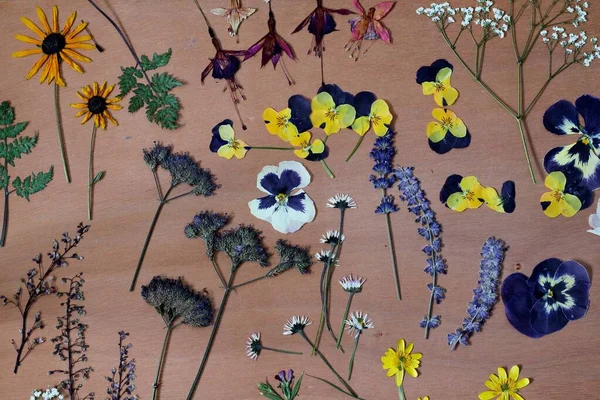 A collection of pressed flowers , including pansies , fuchsia, daisies and lavender . A floral background pattern