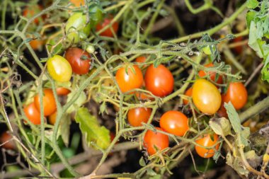 Küçük zeytin domatesleri toplanmaya hazır.