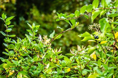 Çiçek ve böğürtlenli hanımeli sonbahar çiti