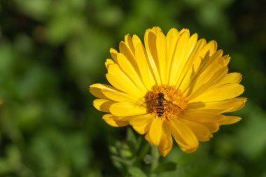 Kadife çiçeğinin üzerinde uçan sinek - manzara yönelimi