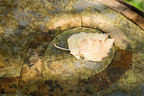 Intimité de deux feuilles de bouleau — Photo