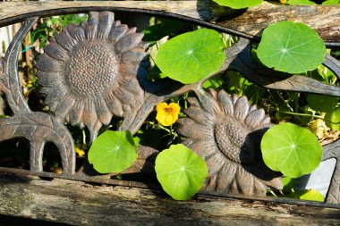 Hint teresi çiçeği, yapraklar ve güneş kremi bankı.