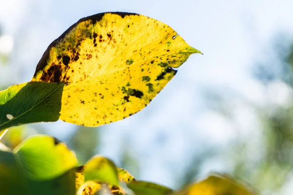 De kleine komiek in het perenblad - close-up — Stockfoto