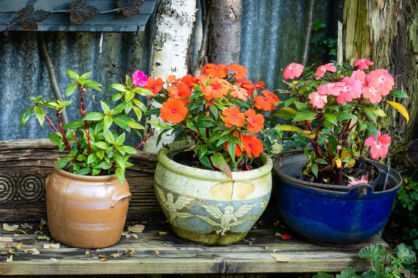 Terracotta earthen flower pots with busy Lissie — Stock Photo, Image