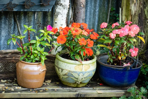 Terracotta vasi di fiori di terracotta con occupato Lissie — Foto Stock