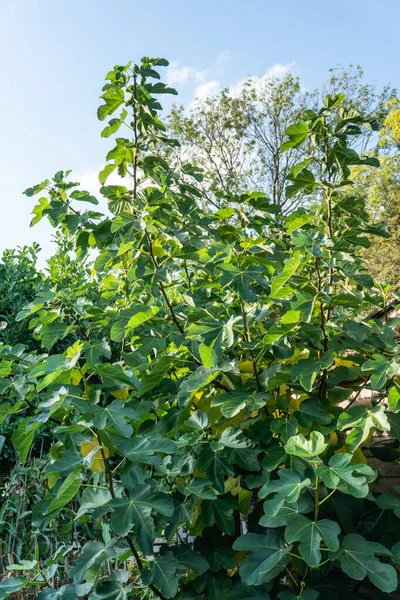 Varkensboomtakken met onrijpe vruchten — Stockfoto