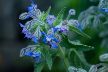 Mavi yıldız çiçeği kıllı yapraklarıyla - yakın plan