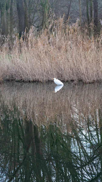 Gran garza blanca en Bijlmerweide caña tierra reflexión —  Fotos de Stock