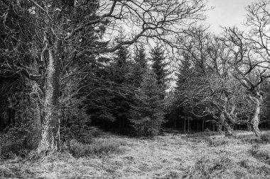 Çam ormanlarında açık bir yer. Bazı eski ve tuhaf ağaçlar var.