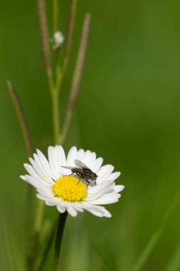 Babamın bahçesine bahar geldi. Patlama, Erpe-Mere, Belçika.