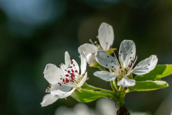 Armut çiçeği başları - bokeh. Babamın bahçesine bahar geldi. Patlama, Erpe-Mere, Belçika.