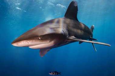 Oceanic White Tip Shark in Elphinstone - Kızıl Deniz - Mısır