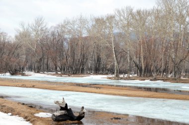 Nehir kıyısında en eski kalıntı kavak ile Grove