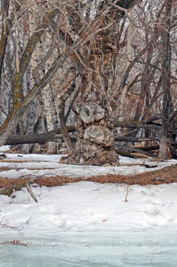 Nehir kıyısında en eski kalıntı kavak ile Grove