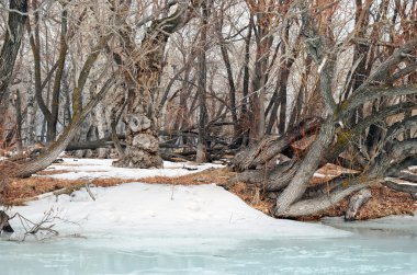 Nehir kıyısında en eski kalıntı kavak ile Grove
