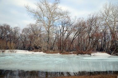 Nehir kıyısında en eski kalıntı kavak ile Grove