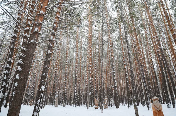 Bosque de pino de invierno nevado — Foto de Stock