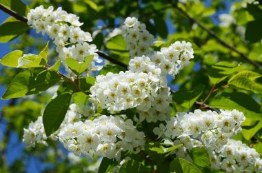 güneşli bir gün kuş kiraz çiçekleri