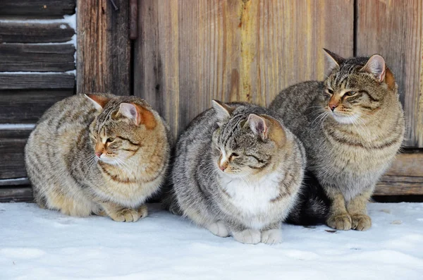 Drie identieke katten zitten op een houten veranda — Stockfoto