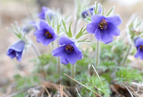 Niebieskie puszyste kwiaty komory Dauryjskiej. Pulsatilla davurica, Ranunculaceae Juss — Zdjęcie stockowe