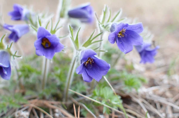 Niebieskie puszyste kwiaty komory Dauryjskiej. Pulsatilla davurica, Ranunculaceae Juss — Zdjęcie stockowe