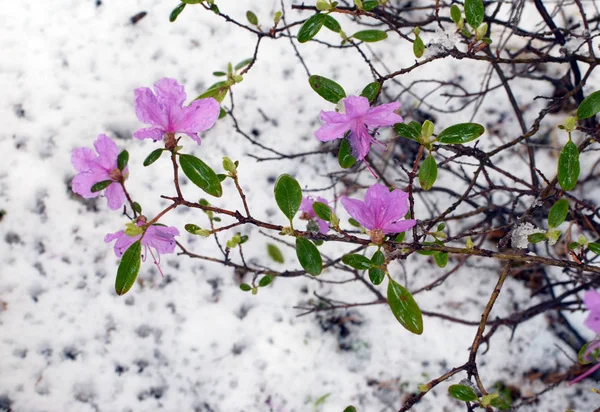 Kvetoucí rododendron ledebourii v jarním lese po sněžit — Stock fotografie