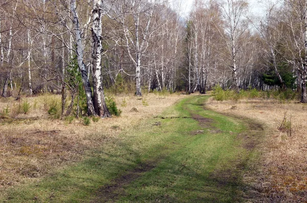 Γραφικός δρόμος του δάσους με πράσινο γρασίδι σε θολό καιρό την άνοιξη — Φωτογραφία Αρχείου