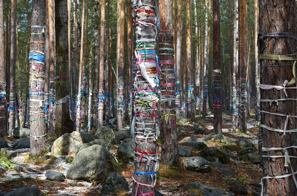 Heilig bos van tranen. Zalaal-tapes, gebonden aan de bomen. Arshan Village, Buryatia — Stockfoto