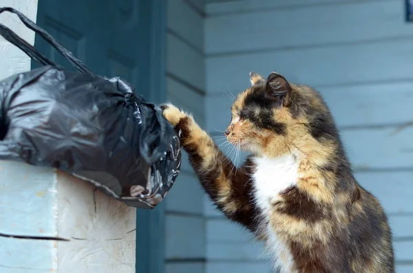 Paket almaya çalışırken benekli pushistyaya kedi — Stok fotoğraf