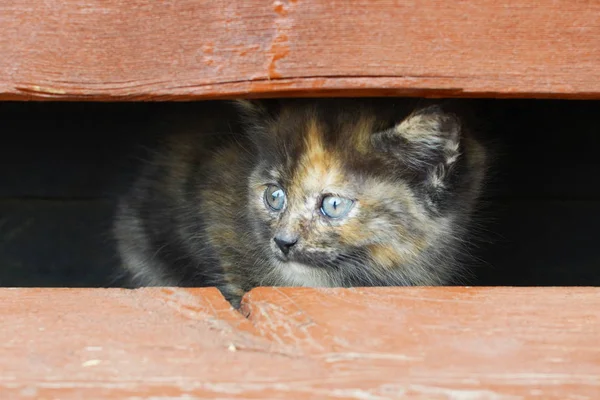 Een bange gevlekte kitten peer uit tussen twee planken — Stockfoto