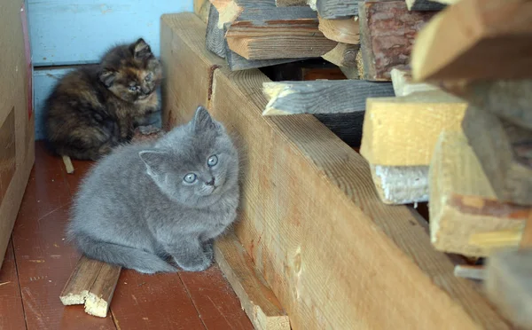 Twee kleine pluizige kittens zitten op een houtstapel brandhout — Stockfoto