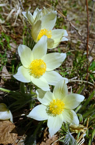 Goutte de neige jaune Fleur de Pasque au printemps, lat. Pulsatilla grandis — Photo