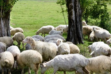 Koyun sürüsü Alazani vadisinde, Kakheti. Georgia 'da sığır yetiştiriciliği.