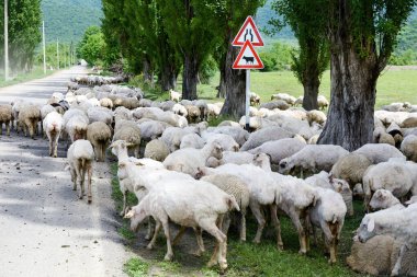 Koyun sürüsü Alazani vadisinde, Kakheti. Georgia 'da sığır yetiştiriciliği.
