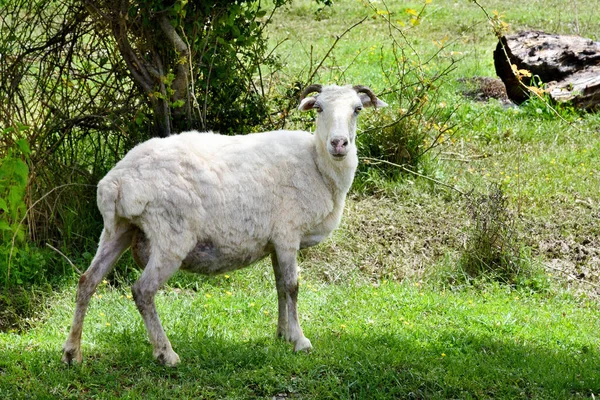 Flock av får i Alazani dalen, Kakheti. Uppfödning av nötkreatur i Georgien. — Stockfoto