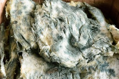 Mavi küflü Ermeni peyniri Chechil Gyumri