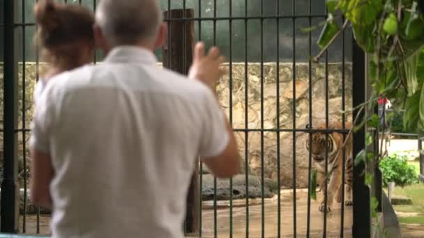 Отец и дочь посещают Зоологические сады и смотрят на Тигра — стоковое видео
