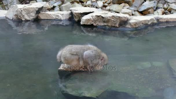 雪猴日本猕猴在地狱谷猴园日本亚洲 — 图库视频影像