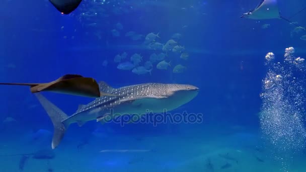 鱼和鲸鲨游泳在海水大阪水族馆 — 图库视频影像