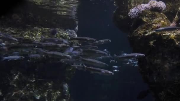 在西班牙巴塞罗那的水族馆鱼类游泳 — 图库视频影像