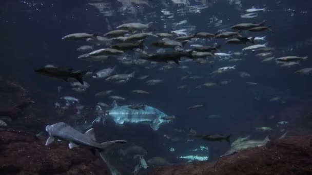 Ομάδα των μεγάλων ψαριών στο ενυδρείο της Βαρκελώνης της Ισπανίας — Αρχείο Βίντεο