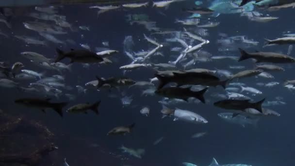Gruppo di pesci nell'acquario di Barcellona Spagna — Video Stock
