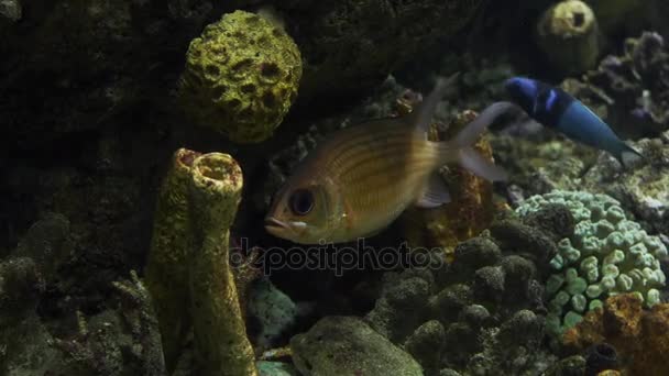 Yellow Fish Swimming In The Aquarium Of Barcelona Spagna — Video Stock