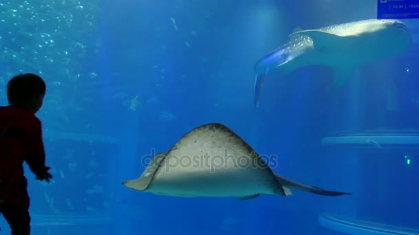 Gyerek nézi cápák hal akvárium Osaka Japan — Stock videók